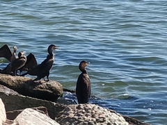 Phalacrocorax carbo