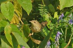 Locustella lanceolata