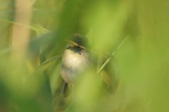 Iduna caligata