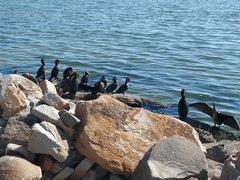 Phalacrocorax carbo