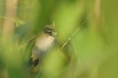Iduna caligata