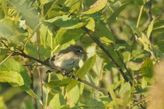 Phylloscopus fuscatus