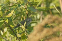 Phylloscopus fuscatus