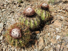 Melocactus curvispinus image