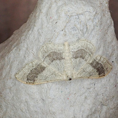 Idaea aversata