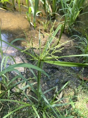 Cyperus iria