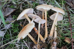 Gymnopus aquosus