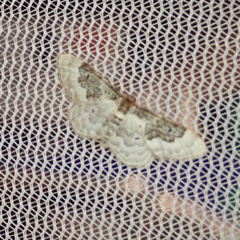 Idaea rusticata
