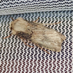 Agrotis puta