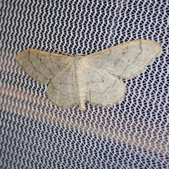 Idaea aversata