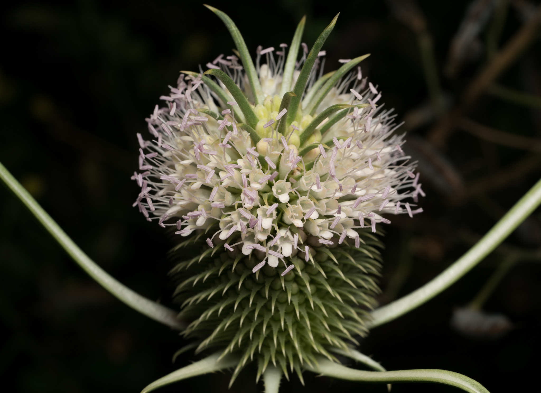 Dipsacus sativus