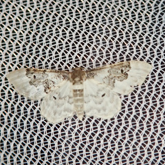 Idaea rusticata
