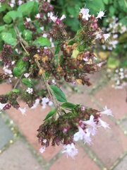 Origanum vulgare