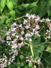 Origanum vulgare