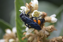 Pygodasis ephippium ephippium