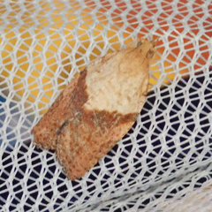 Epiphyas postvittana