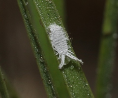 Distichlicoccus salinus