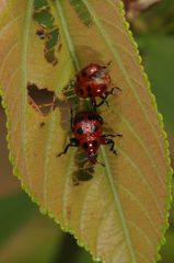 Henicolabus octomaculatus