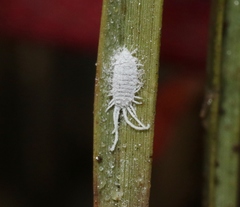 Distichlicoccus salinus