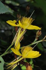 Erinocarpus nimmonii