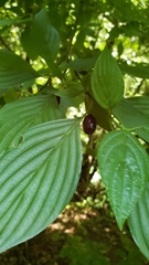 Cornus sessilis