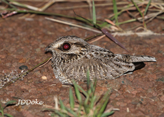 Eleothreptus anomalus