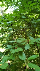 Cornus sessilis