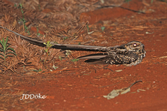 Macropsalis forcipata