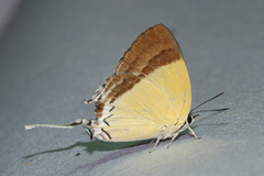 Charana mandarinus