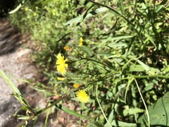 Picris hieracioides morrisonensis