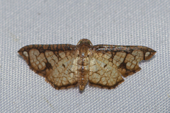 Hypolamprus taphiusalis