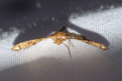 Hypolamprus taphiusalis