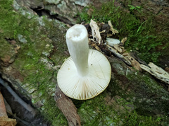 Russula pectinatoides