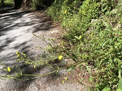 Picris hieracioides morrisonensis