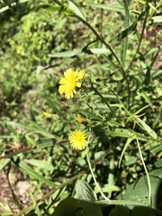 Picris hieracioides morrisonensis