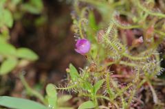 Drosera indica