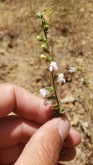 Sairocarpus vexillocalyculatus intermedius