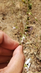 Sairocarpus vexillocalyculatus intermedius