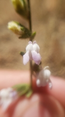 Sairocarpus vexillocalyculatus intermedius