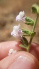 Sairocarpus vexillocalyculatus intermedius