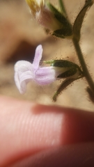 Sairocarpus vexillocalyculatus intermedius