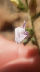 Sairocarpus vexillocalyculatus intermedius