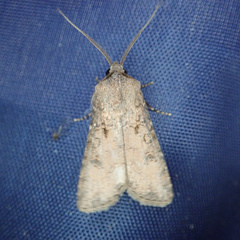 Agrotis segetum