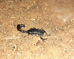 Uroplectes flavoviridis