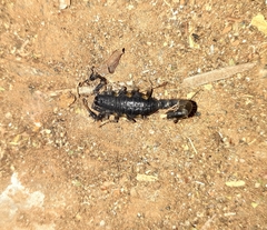 Uroplectes flavoviridis