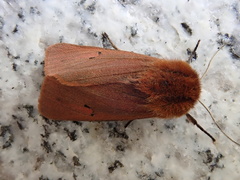 Phragmatobia fuliginosa