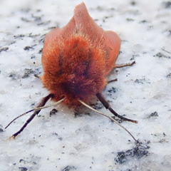 Phragmatobia fuliginosa