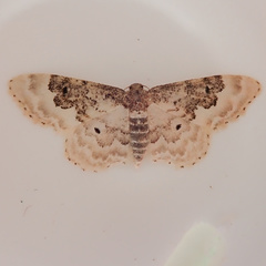 Idaea rusticata