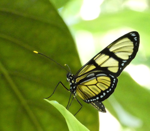 Methona singularis