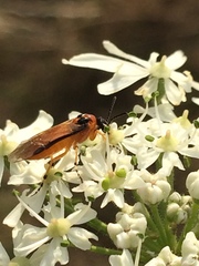 Athalia rosae